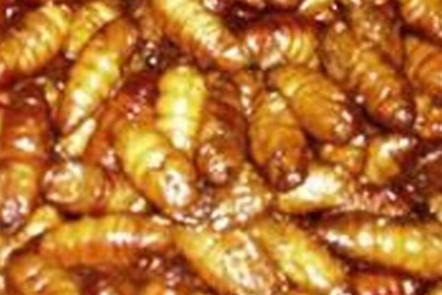 Топ-12 найбільш смачних і шокуючих страв із комах. Фото