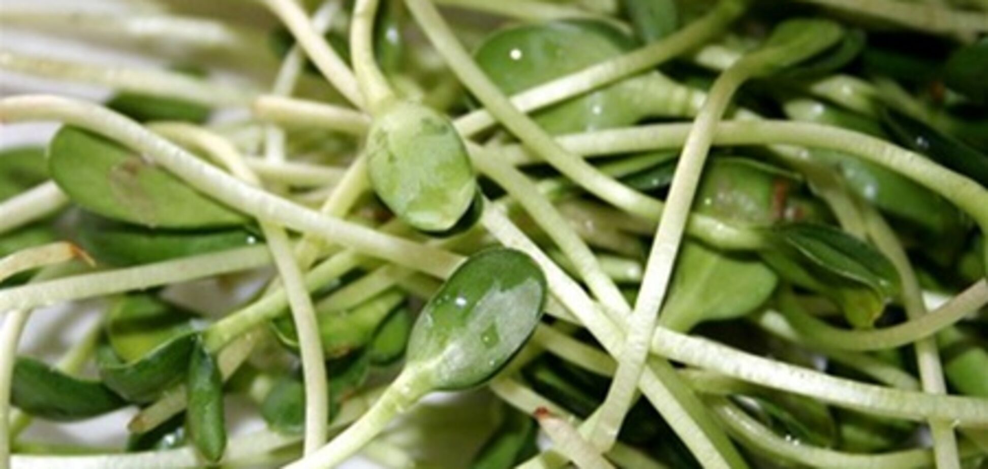 Немецкие ученые: в эпидемии выновны ростки бобовых