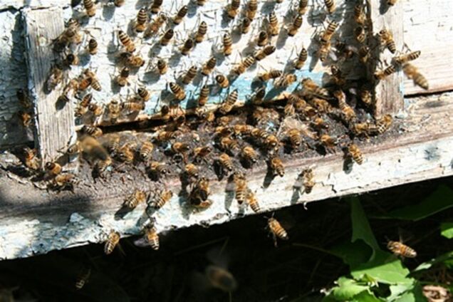 На Чернігівщині рій бджіл покусав чоловіка до смерті