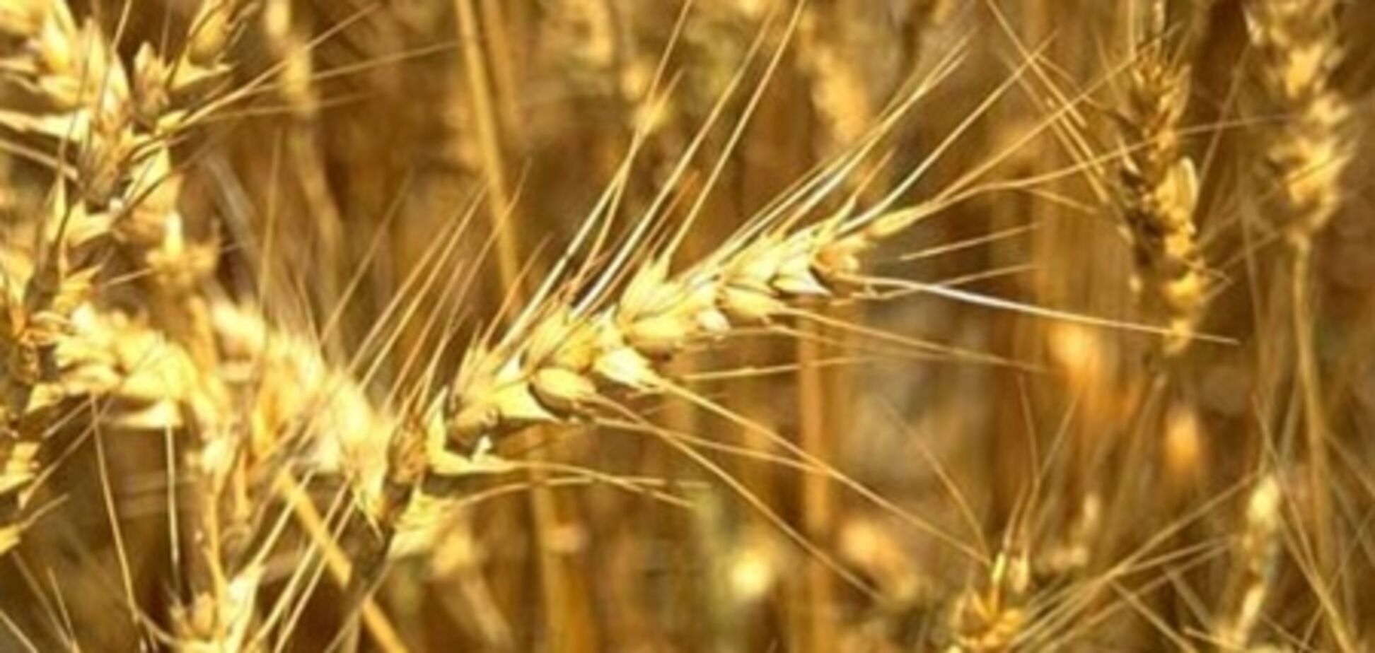 Янукович узаконил экспортную пошлину на зерно