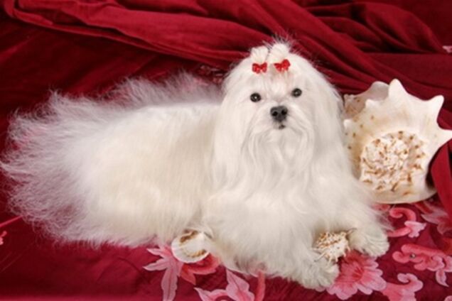 Найбагатша собака світу зі статком у 12 млрд доларів померла