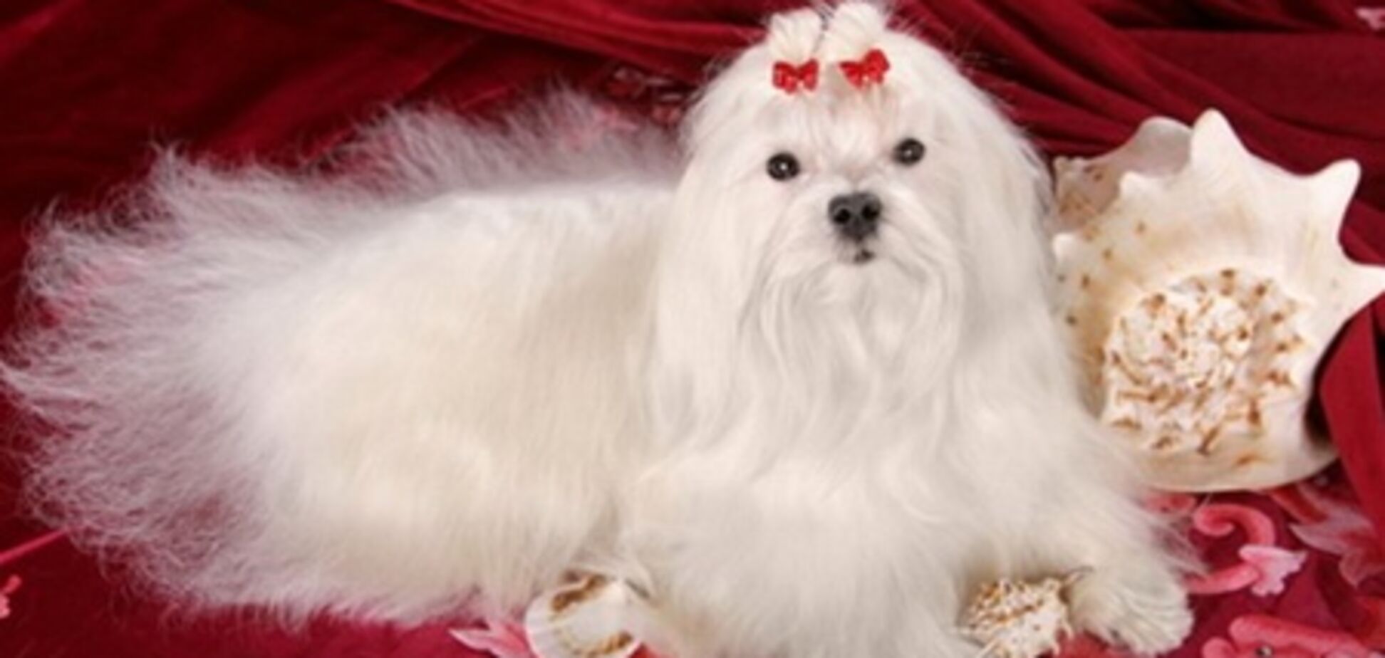 Найбагатша собака світу зі статком у 12 млрд доларів померла