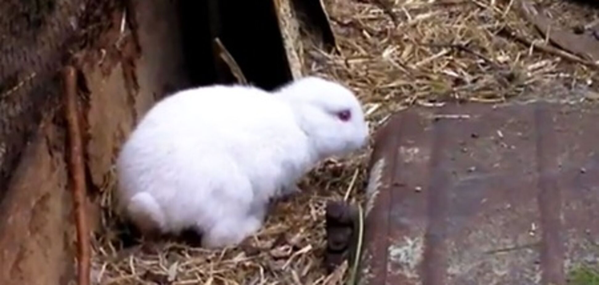 Кролик-мутант из Фукусимы шокировал японцев