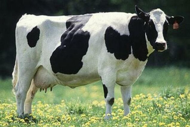 В Аргентине генномодифицированная корова дает человеческое молоко