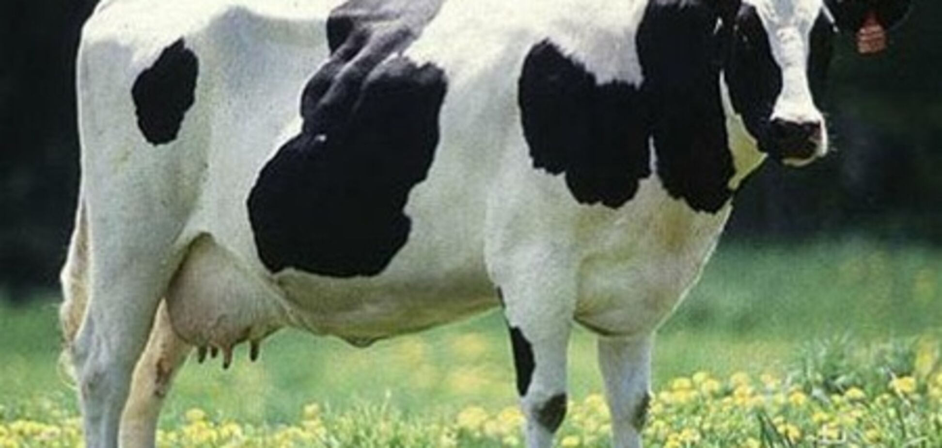 В Аргентині генномодифікована корова дає людське молоко