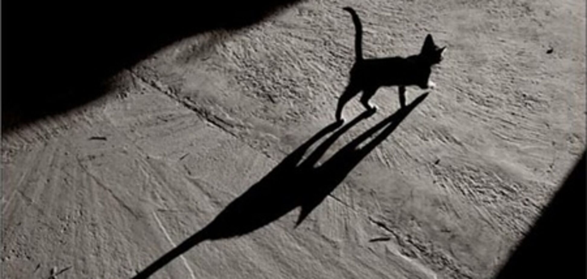 В Австралии ввели коммендантский час для котов