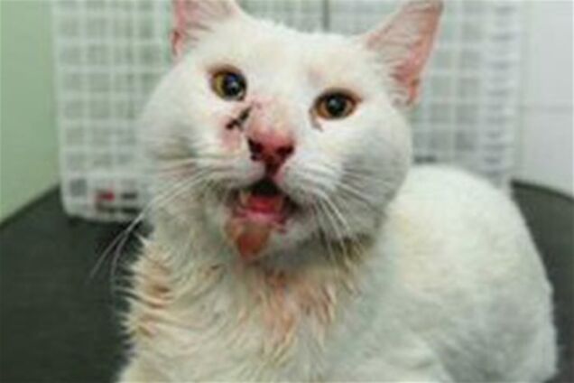 Ветеринари прооперували кота зі стрілою в голові