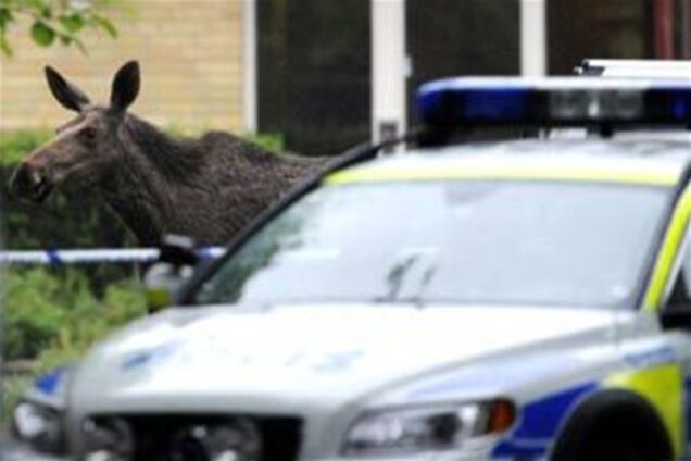 У шведський будинок престарілих увірвався лось