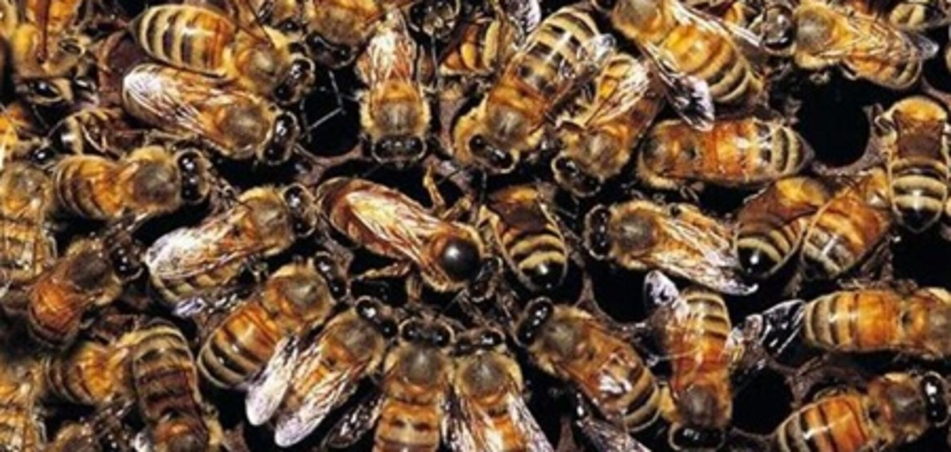 Насекомые-убийцы атакуют людей и животных по всему миру