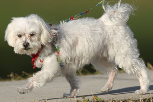 У США померла болонка-мільйонерка