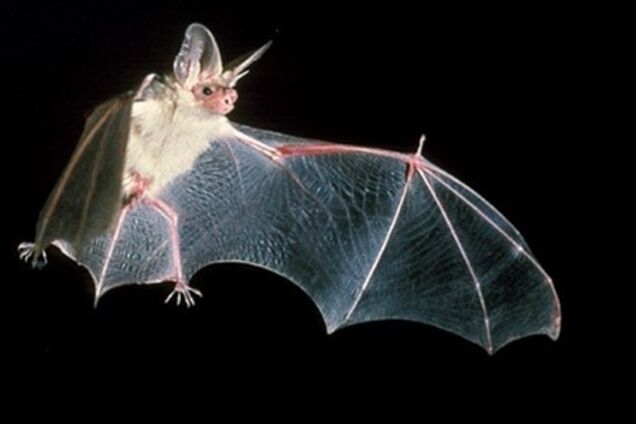 Англійську церкву XI століття заселили кажани