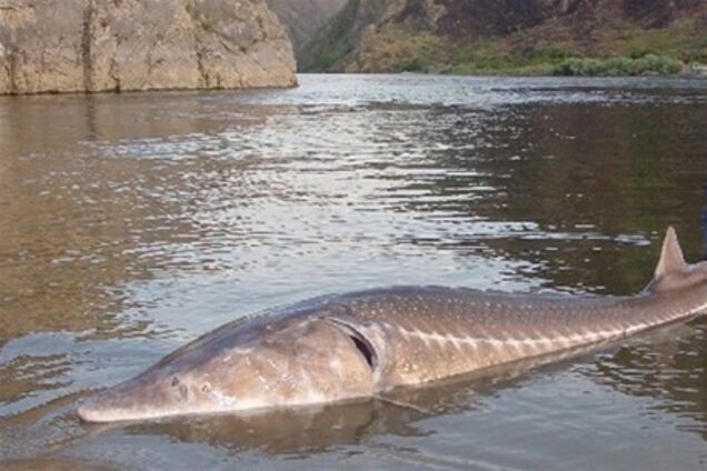 Огромный осетр запрыгнул в лодку и сломал девушке ногу