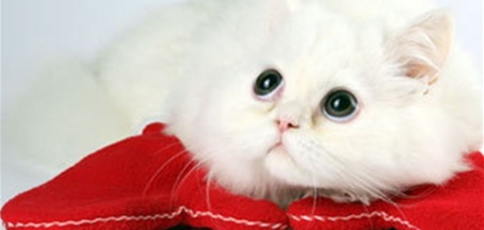 Ради спасения котенка девушка прыгнула с 10-го этажа