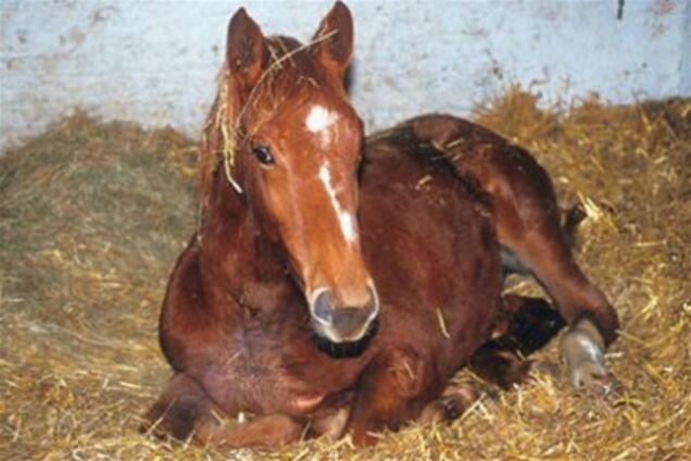 Генпрокуратура займеться 'конячою справою'