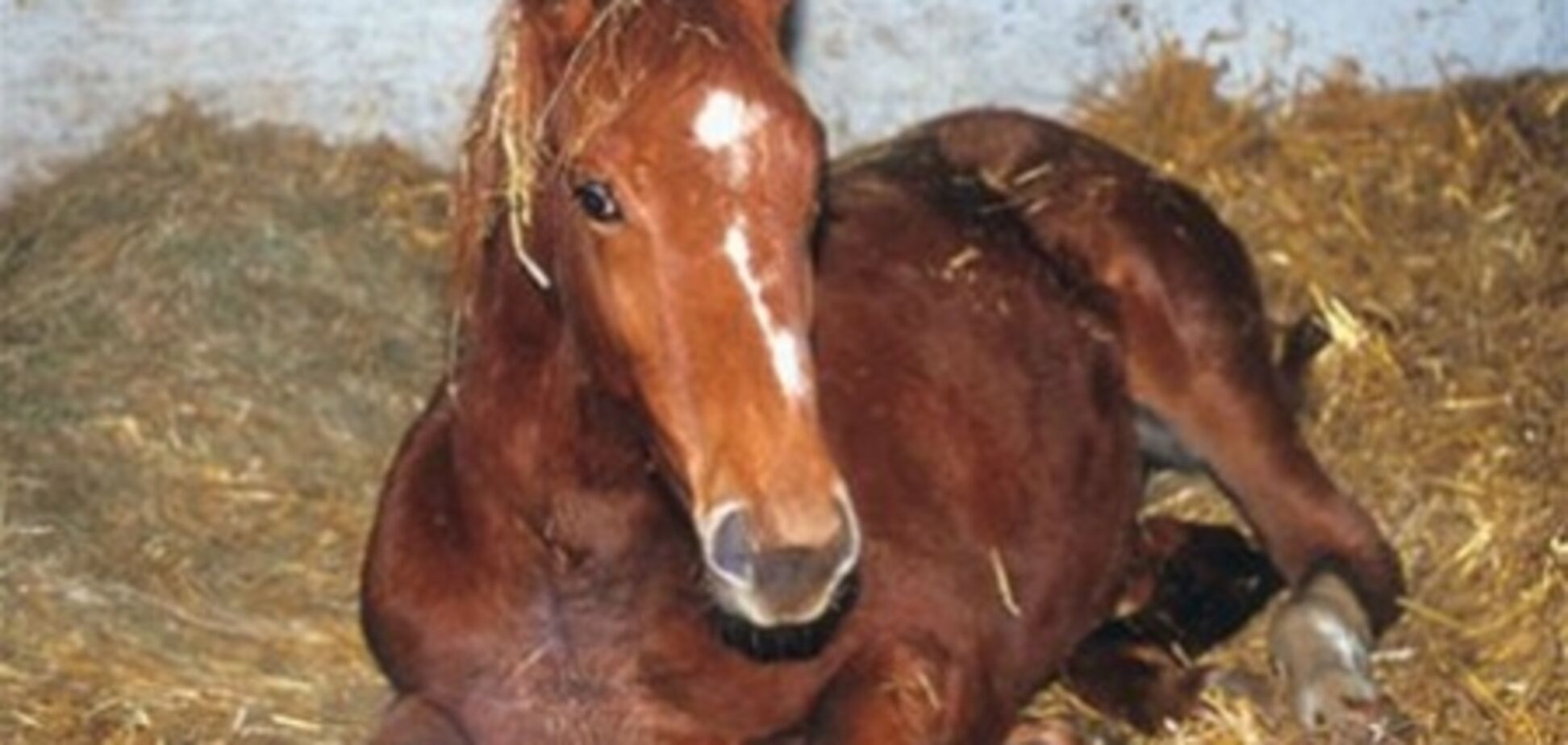 Генпрокуратура займеться 'конячою справою'