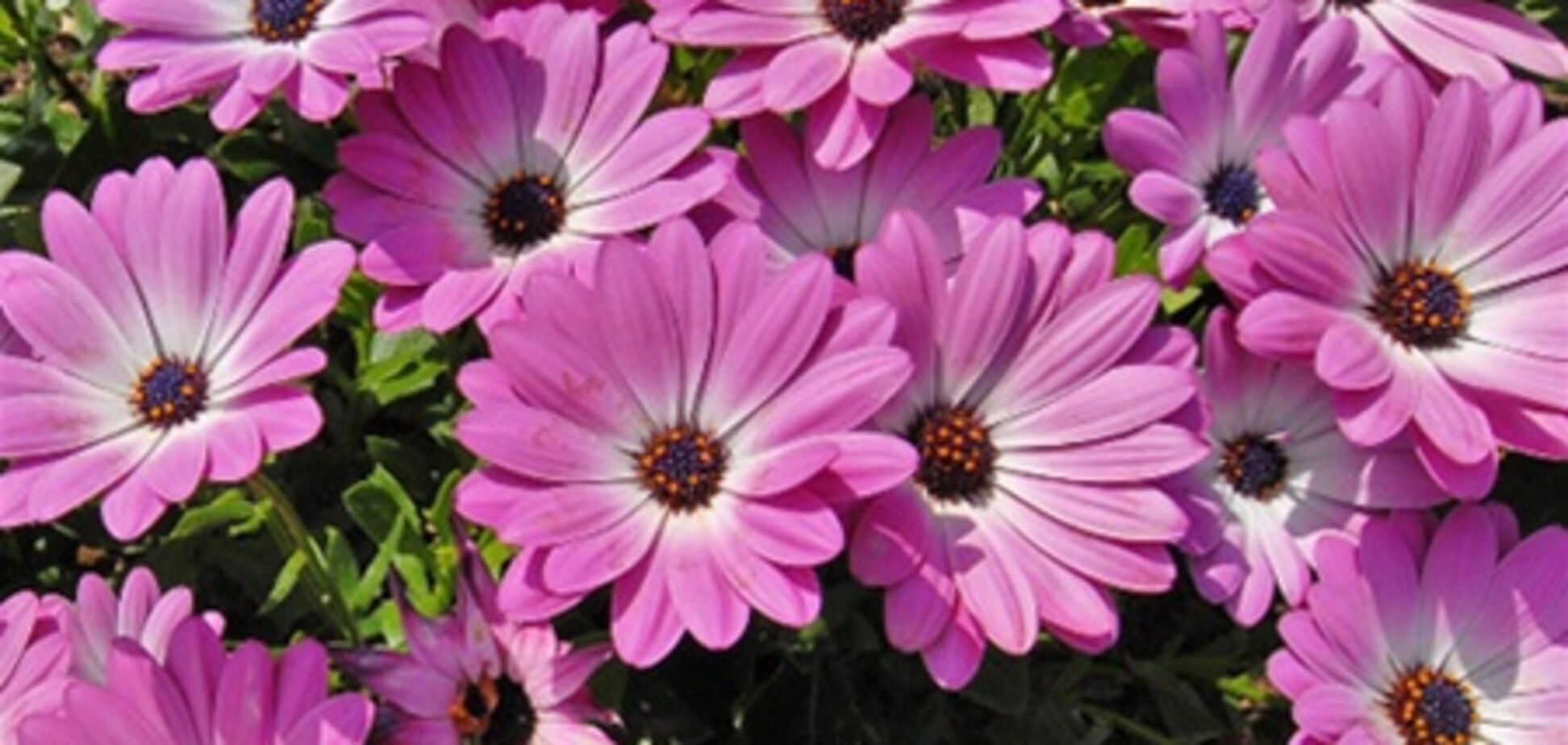 В Киев возвращается жара