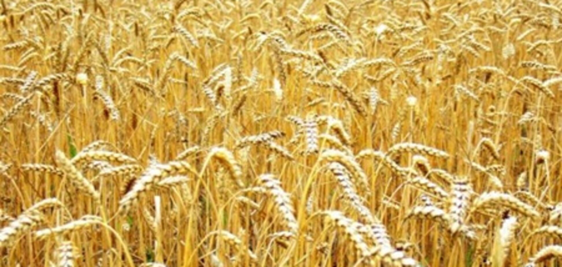 Світ відмовляється від російської пшениці