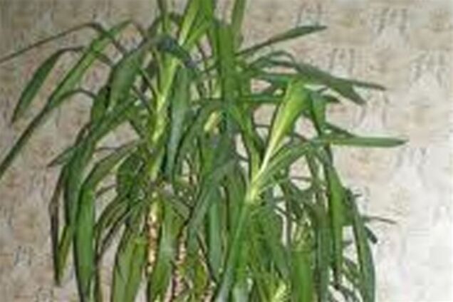 Пальми в офісі - запорука здоров'я