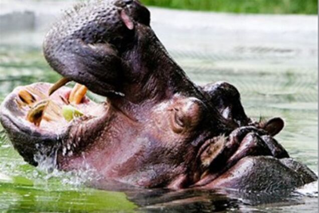 У Харківському зоопарку бегемоту змінили стать