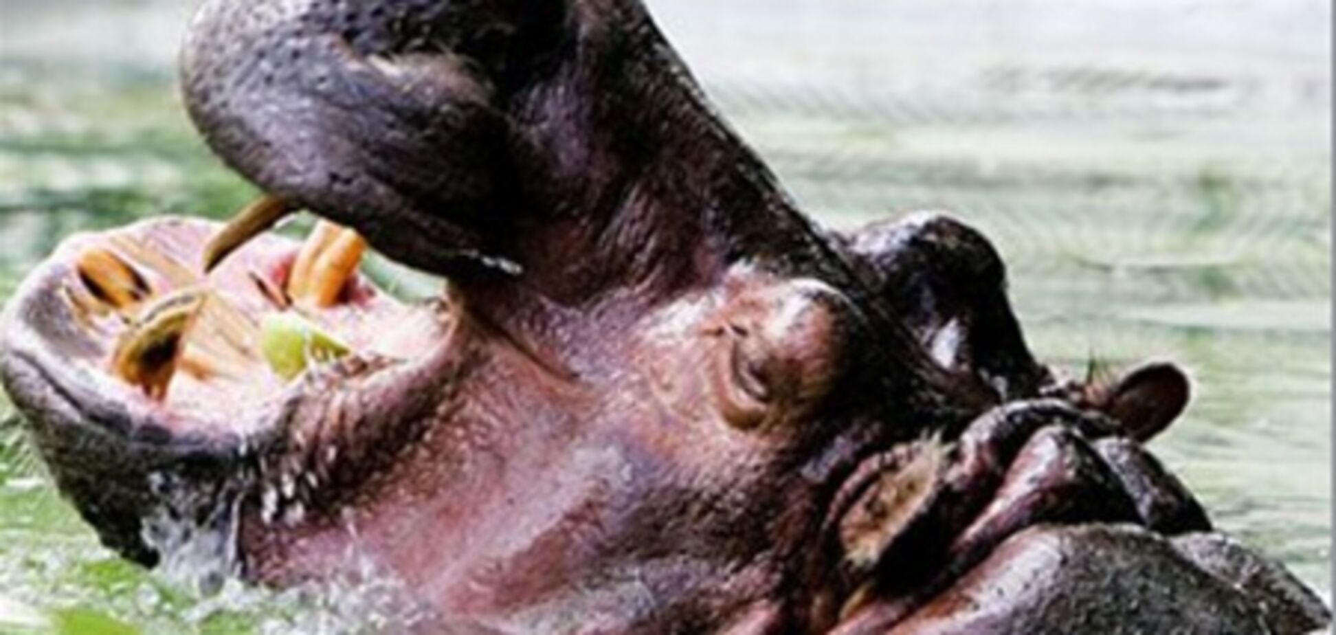 У Харківському зоопарку бегемоту змінили стать