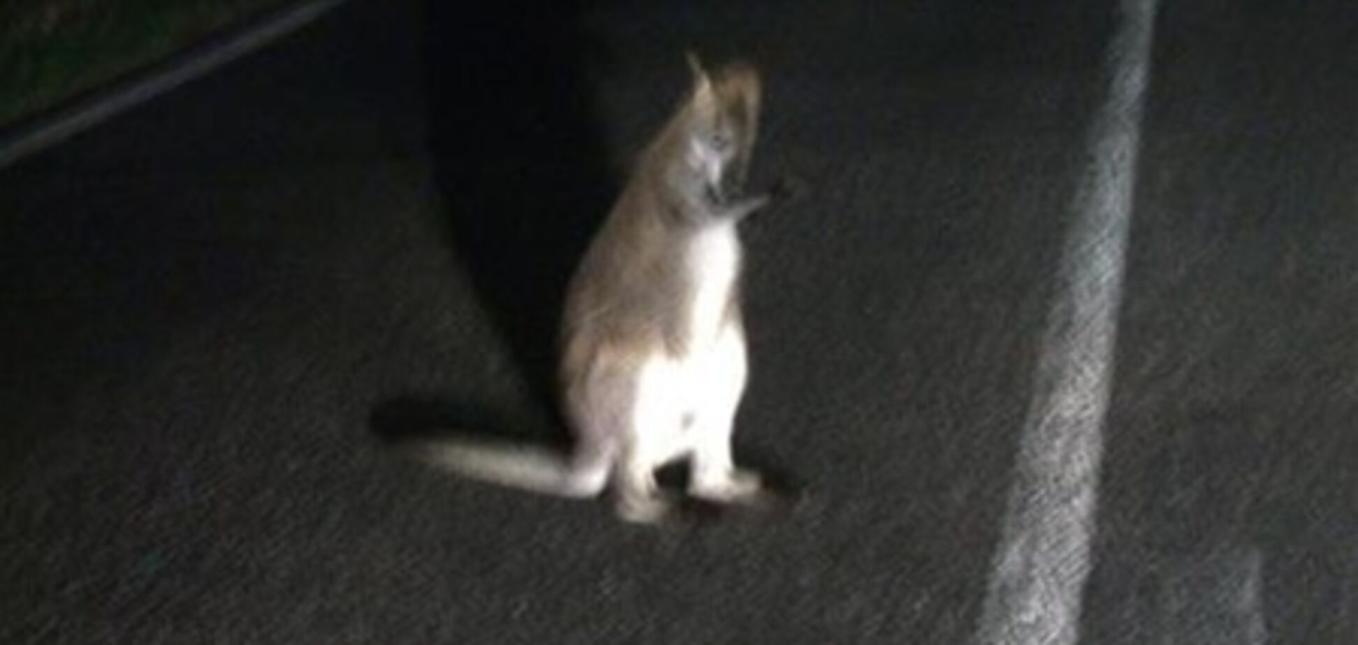 По городу в Германии скачет беспризорный кенгуру