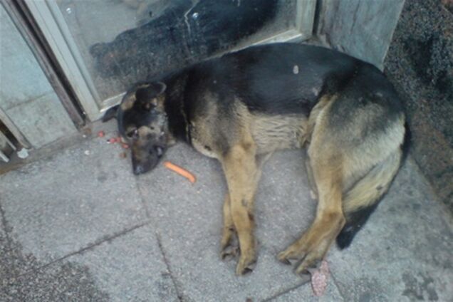 В Ізраїлі собаку засудили до страти