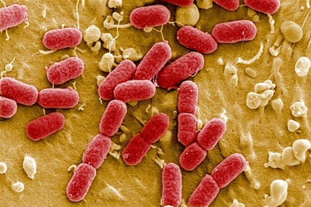 'Огірки-вбивці' атакували чергову країну