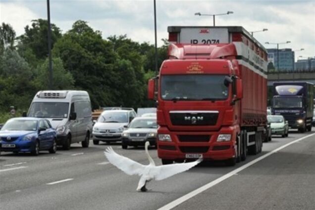 Как животные становятся участниками дорожного движения