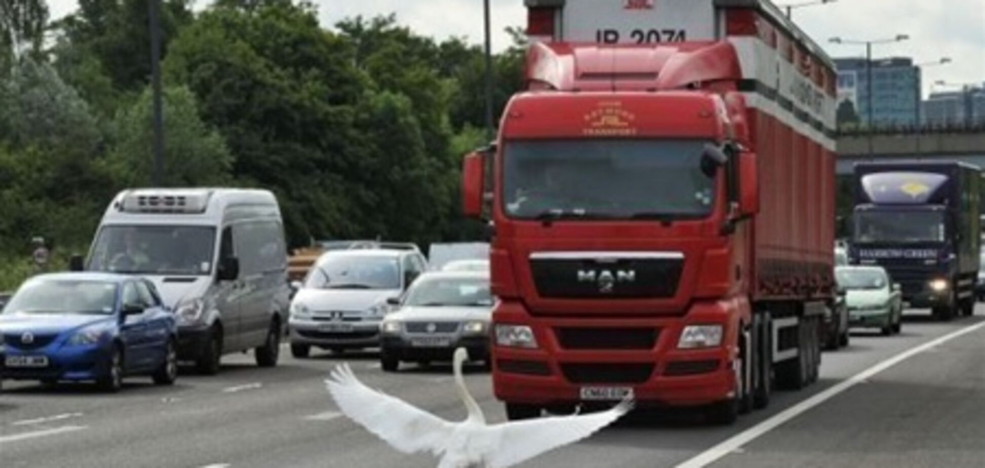 Как животные становятся участниками дорожного движения