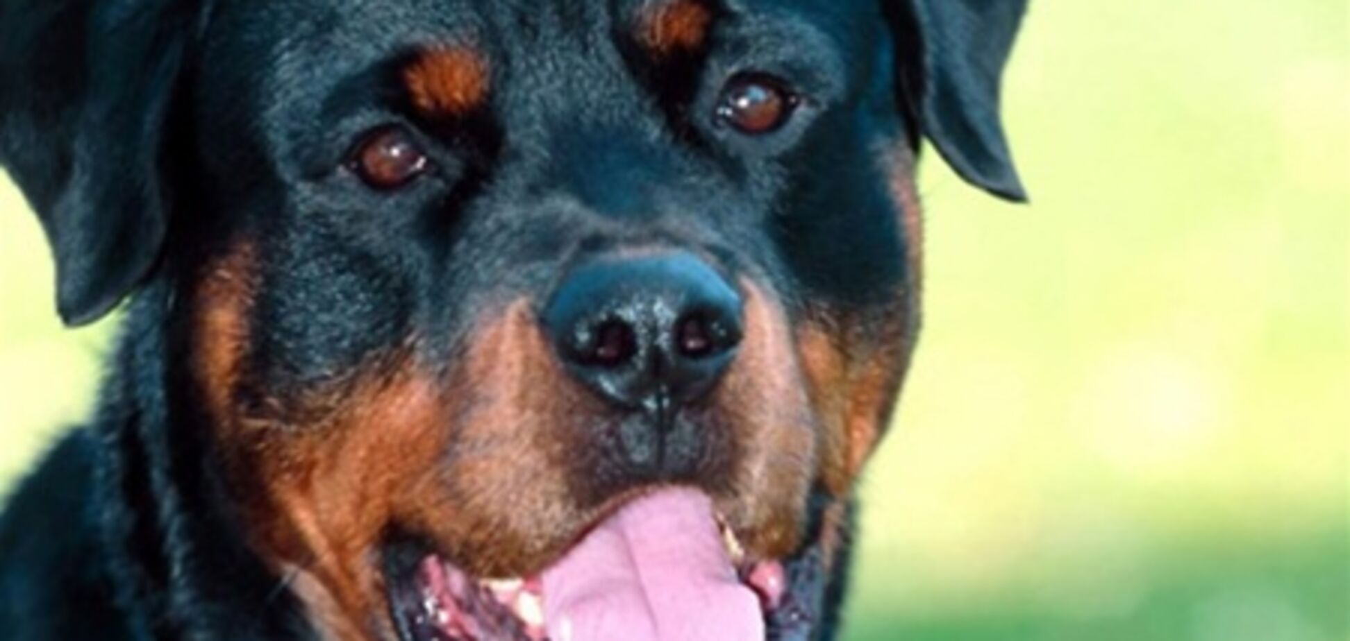 В Мелитополе ротвейлер загрыз своего хозяина