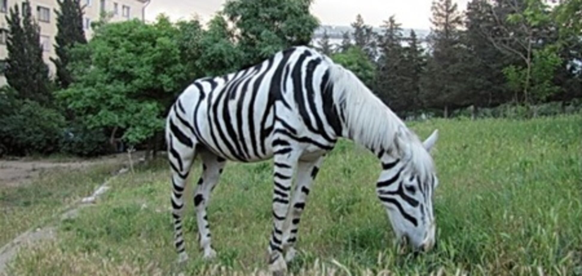 Севастополь. Затримано коня-зебру