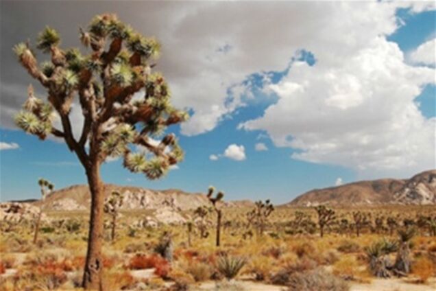 Удивительный национальный парк «Юкка коротколистная»