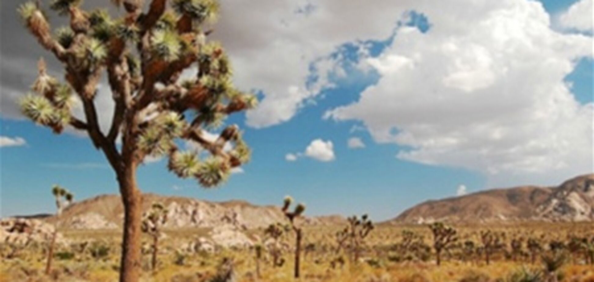 Дивовижний національний парк 'Юкка коротколістная'