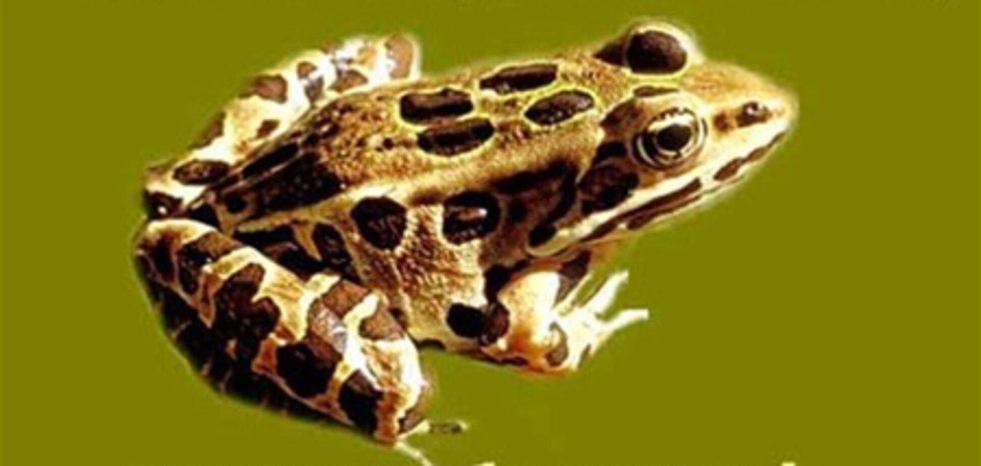 'Обозреватель' - самый рейтинговый новостной сайт