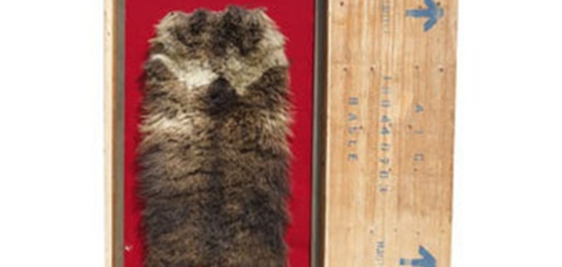 ”Шкуру Yeti” продали на аукционе в Швейцарии 