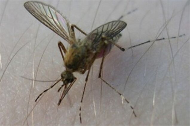 Латвійці перевершили естонців у вбивстві комарів