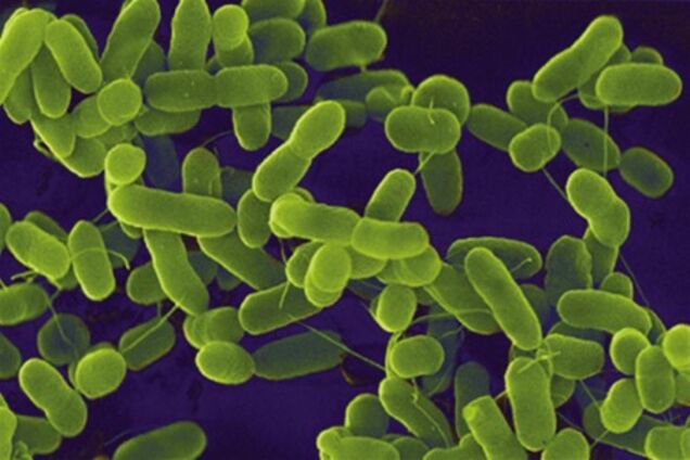 Бактерію E.coli виявили вже в Бразилії
