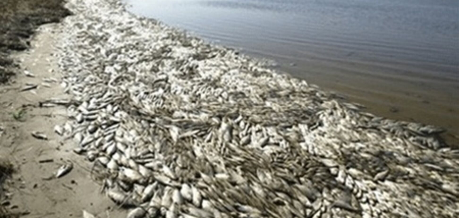 На Азове начался массовый мор рыбы