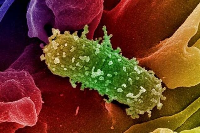 Смертельная кишечная палочка выявлена во Франции