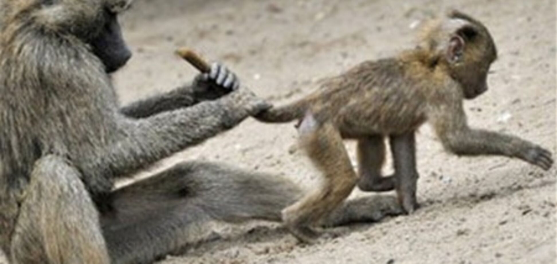 Ученые создали первую рекламную кампанию для обезьян