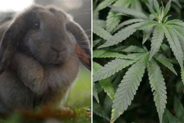 Старенька підсадила кроликів на коноплі