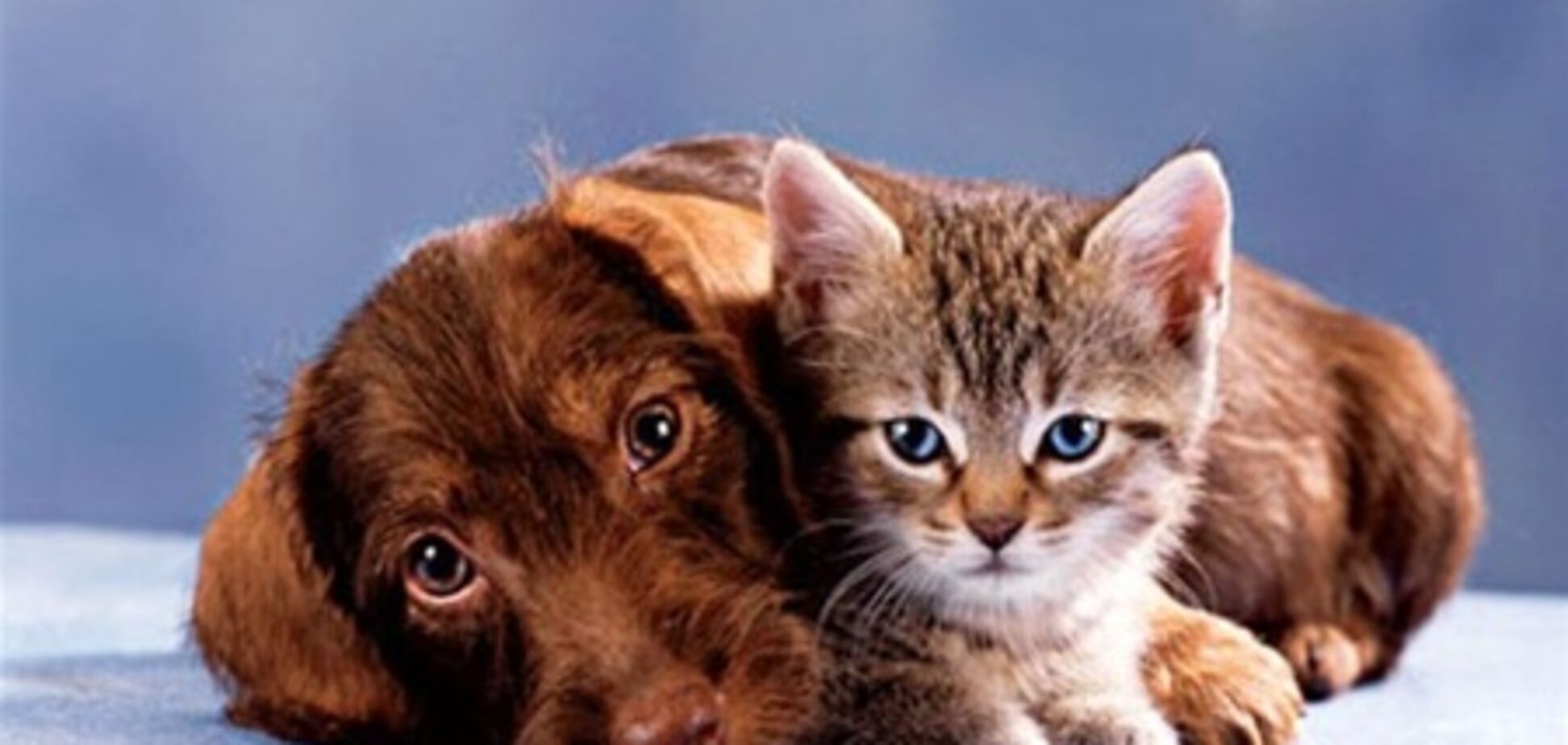 В Киеве бездомных животных уничтожают к Евро-2012