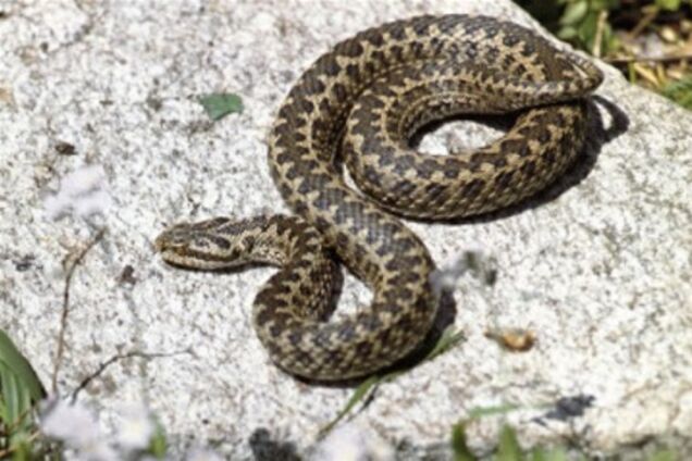 Закарпаття. Змії наступають на села