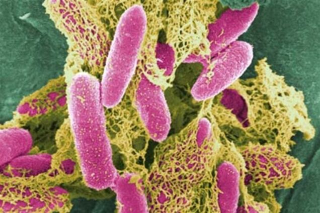 Кишкова інфекція E.coli дісталася до Єгипту