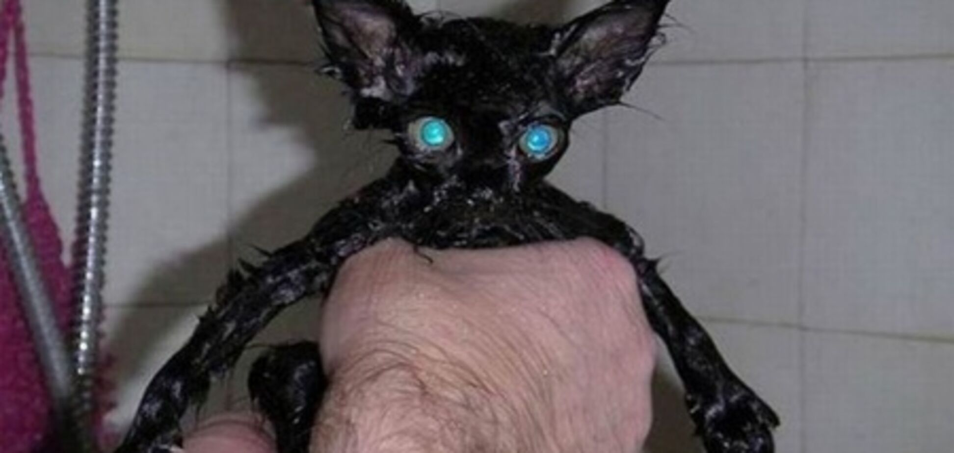 Вологі кицьки. Тільки під душу. Фото