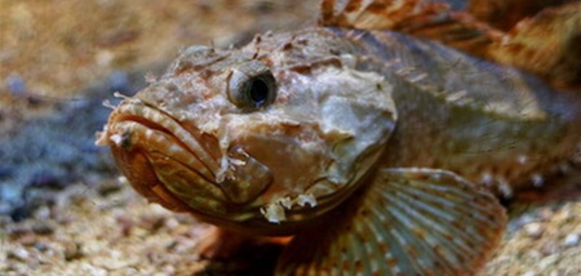 На Азовском море – массовый мор рыбы