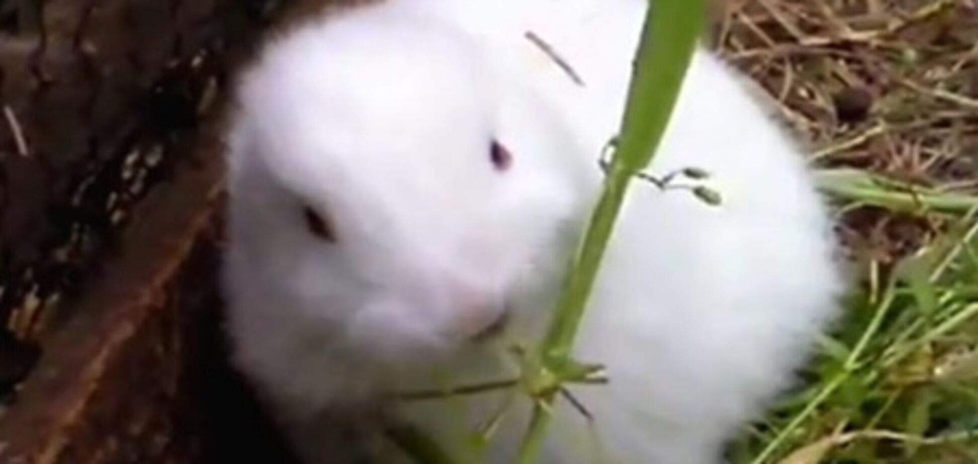 В 30 км от 'Фукусимы' родился кролик-мутант. Фото, видео