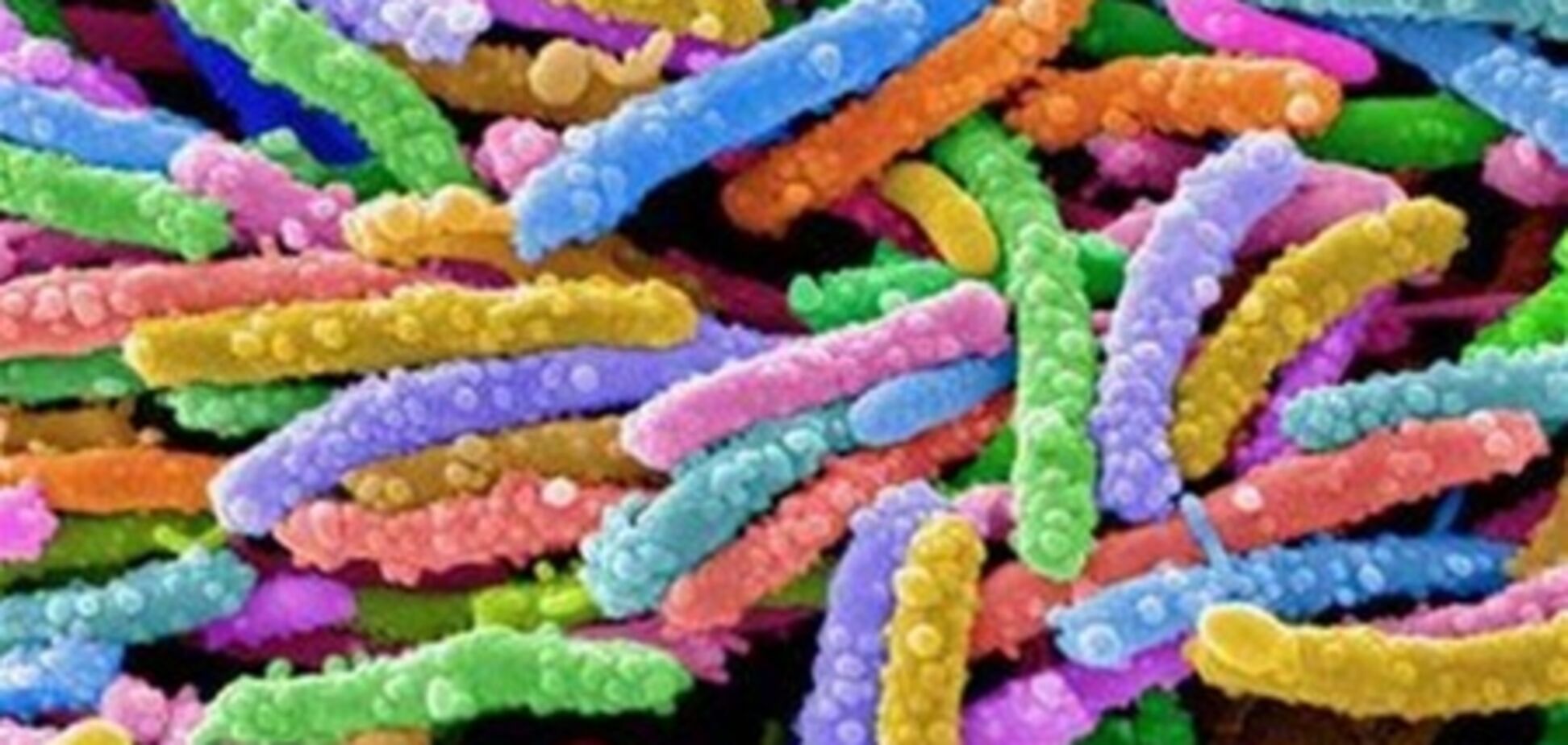 Кишечная инфекция в Германии: более 1700 заболевших, 520 в тяжелом состоянии