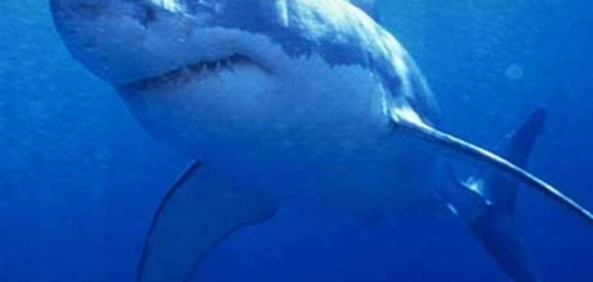 У Бразилії акула напала на молодого серфера