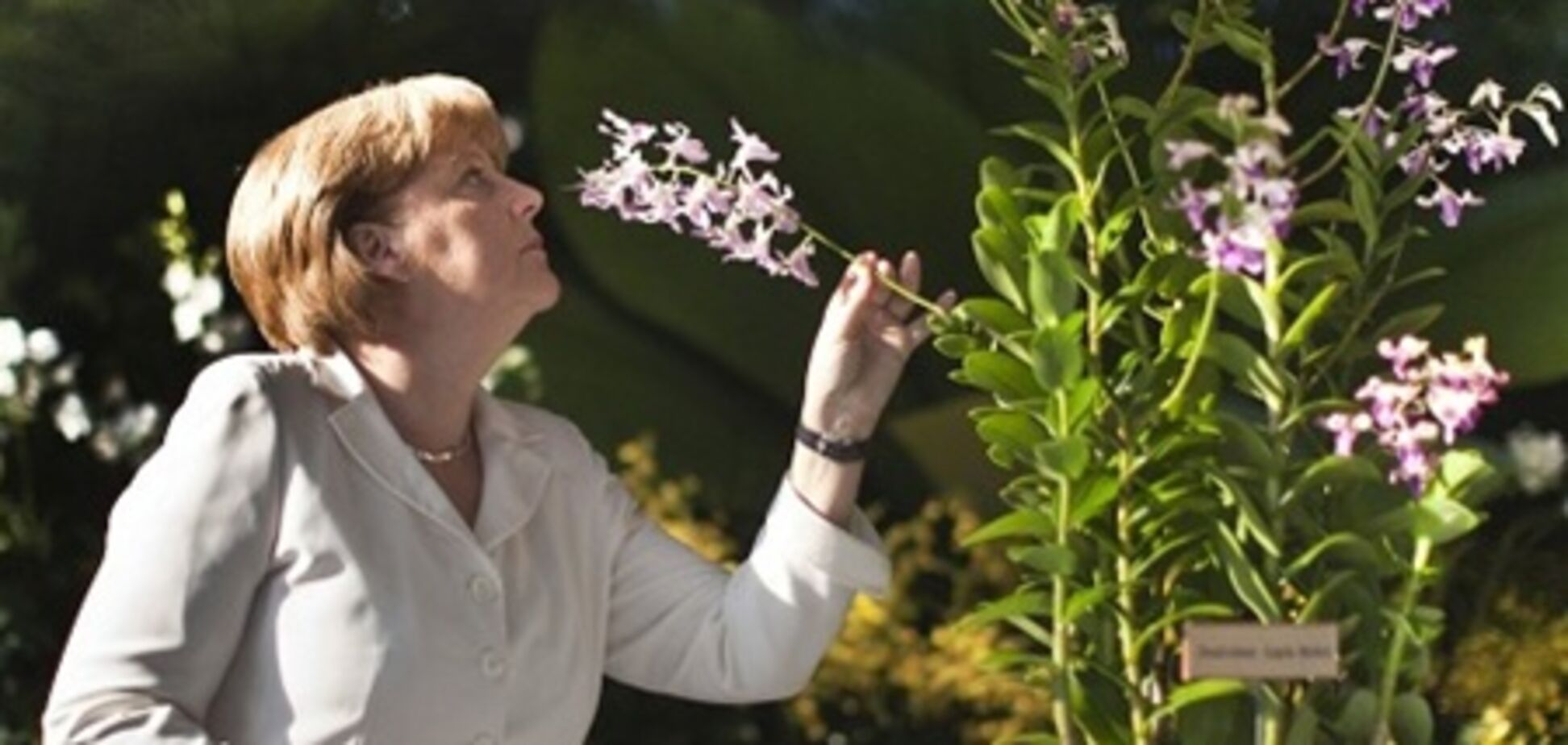 Именем Ангелы Меркель назвали орхидею